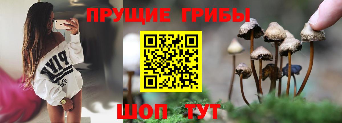 Псилоцибиновые грибы Psilocybe Азнакаево